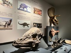 -自贡恐龙博物馆