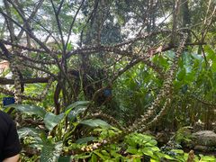 -中国科学院西双版纳热带植物园