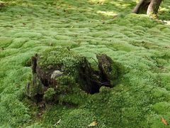 -西芳寺(苔寺)