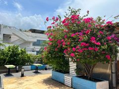 -马大胡子清真西北菜