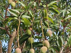 -三亚亚龙湾金棕榈度假酒店