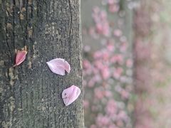 -望江楼公园