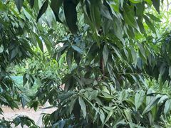 -老袁家蜜桃农场·阳山水蜜桃