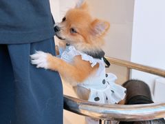 -怪兽屋·羊驼·猫咖·狗咖(俊华广场店)