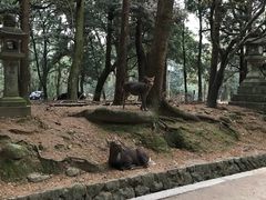 -奈良公园