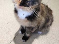 -藏猫猫咖啡主题馆(中央大道店)