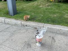 -石炮台公园