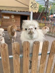 -萌宠亲子动物乐园(槐房万达店)