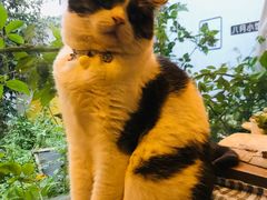 -海边的猫和咖啡馆