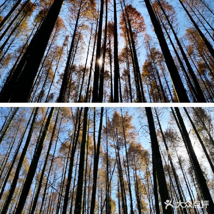 重庆旅游攻略——山王坪,一条路分割夏与秋