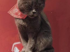 -猫色咖啡·猫咖
