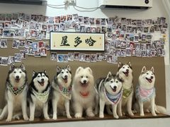 -星多哈·狗咖·拼豆·咖啡