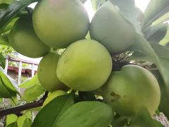 -宾湖农庄·农场特色(太湖龙之梦店)