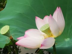 -荔湾湖公园