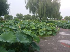 -白洋淀景区