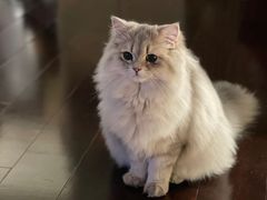 -猫大福·Fortune Cat猫舍(百子湾店)