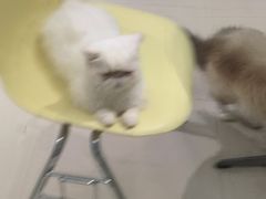 -怪兽屋·羊驼·猫咖·狗咖(俊华广场店)