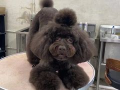 -翊宠yipet猫狗购宠庄园犬舍•猫舍