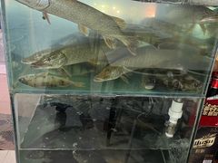 -煲来饱去冷水鱼