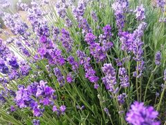 景点-渔岛海洋度假区