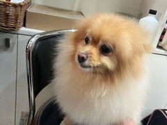 -酷狗靓猫宠物·洗护·美容·寄养(航北路店)