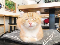 -平行世界·猫咖(首经贸店)