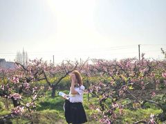 -南汇桃花村