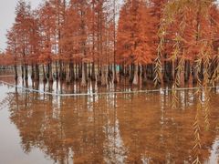 -白鹭湾湿地公园