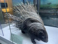 -国家自然博物馆