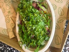 -油梨树AVOCADO TREE(顺义新国展店)