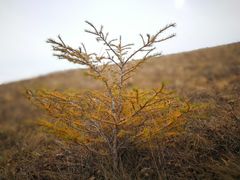 主峰草甸上的一颗迎客松-海坨山