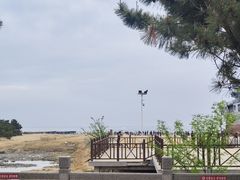 -日照海滨国家森林公园