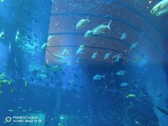 -亚特兰蒂斯•OSSIANO奥西亚诺海底餐厅