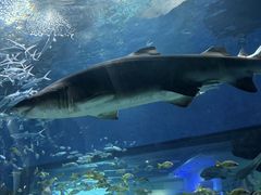 -海合安武汉极地海洋公园