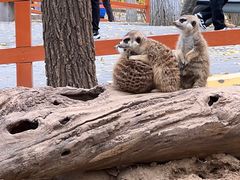 -北京野生动物园