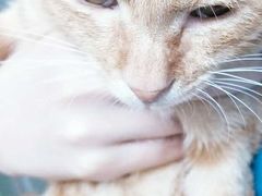 -安安宠医宠物医院·异宠·犬猫内科(岳阳分院)