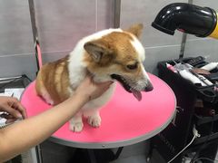 -宠福鑫康馨动物医院·骨科·眼科