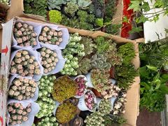 -循礼门鲜花花市(武汉循礼门店)