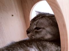 -Catmate·猫肥家润(金润铂宫店)