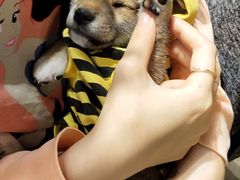 -逗柴咖啡屋·狗咖猫咖宠物桌游