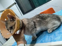 -伟伟宠物医院·CT影像中心·瑞派犬猫综合性门诊(汉口总院)