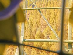 -黄海国家森林公园