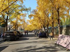 -三里屯东五街银杏大道