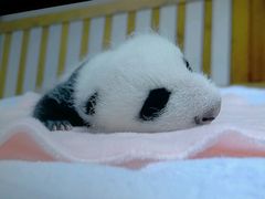 -成都大熊猫繁育研究基地