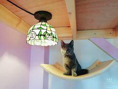 -70cat德文卷毛猫·缅因猫纯种猫舍