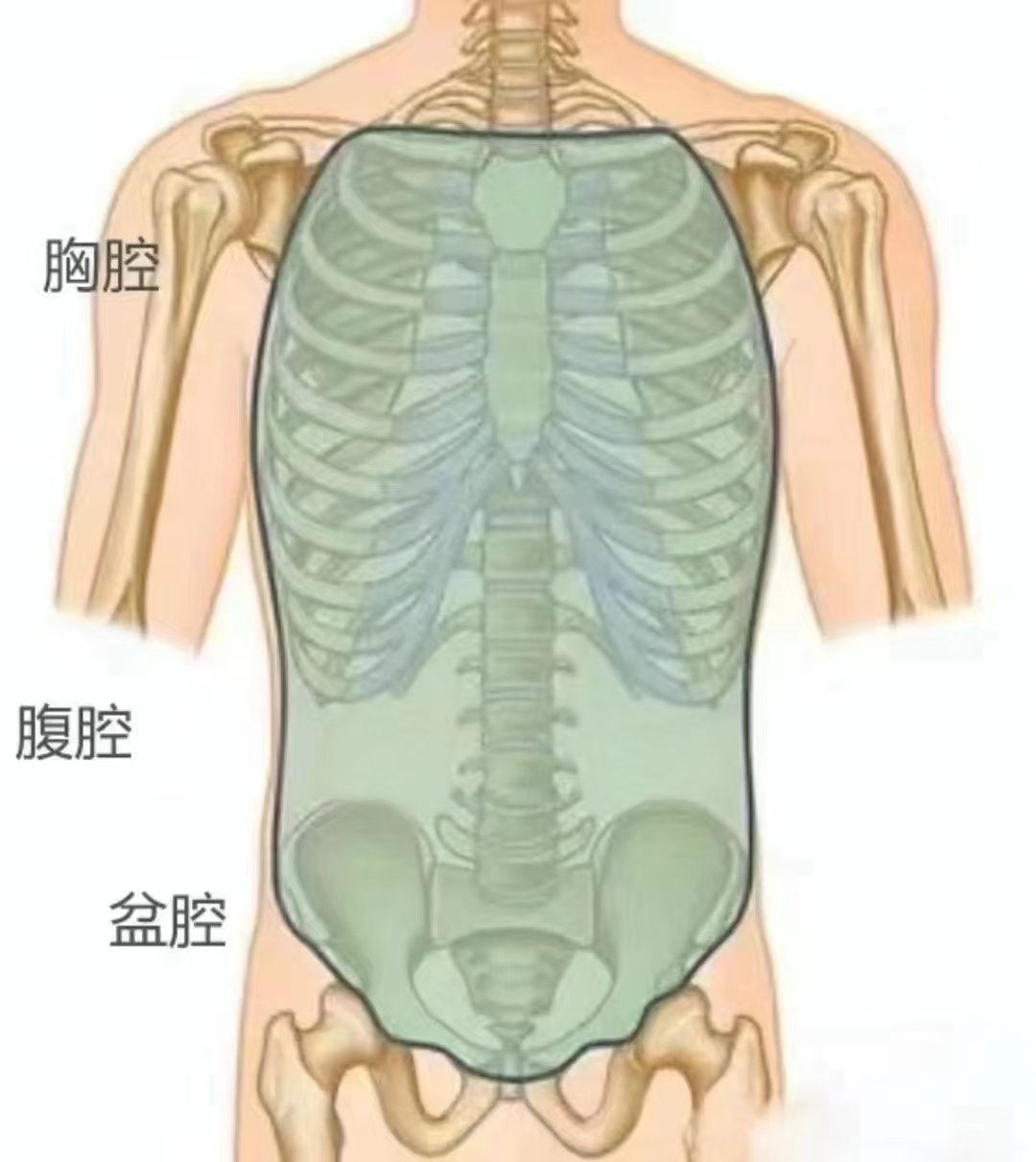 衅骨在哪图片