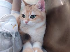 -飞行喵MR PILOT|猫舍·猫咖(静安大融城店)