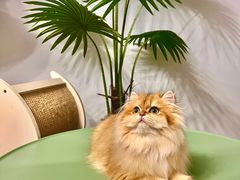 -青奢宠物·青奢猫舍