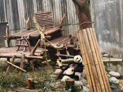 -熊猫邮局(少城店)
