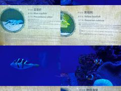 -上海海洋水族馆